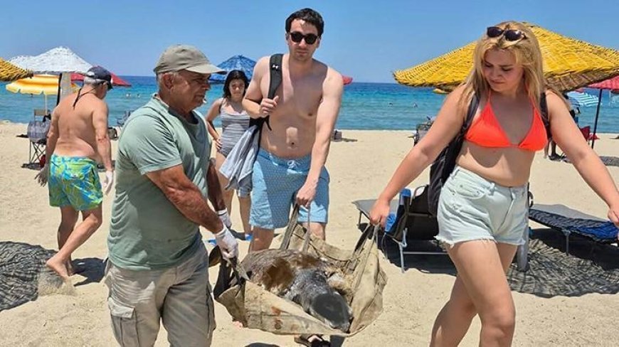 İki ilde 3 deniz kaplumbağası ölü bulundu