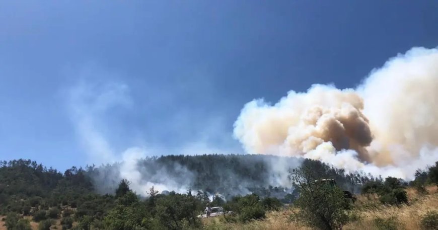 Balıkesir'de orman yangını