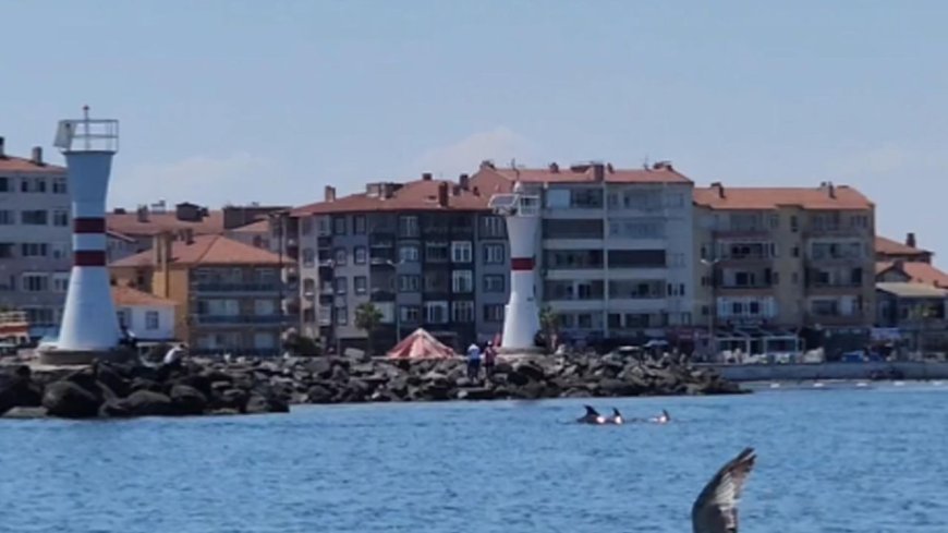 Tekirdağ açıklarında yunuslar görüntülendi