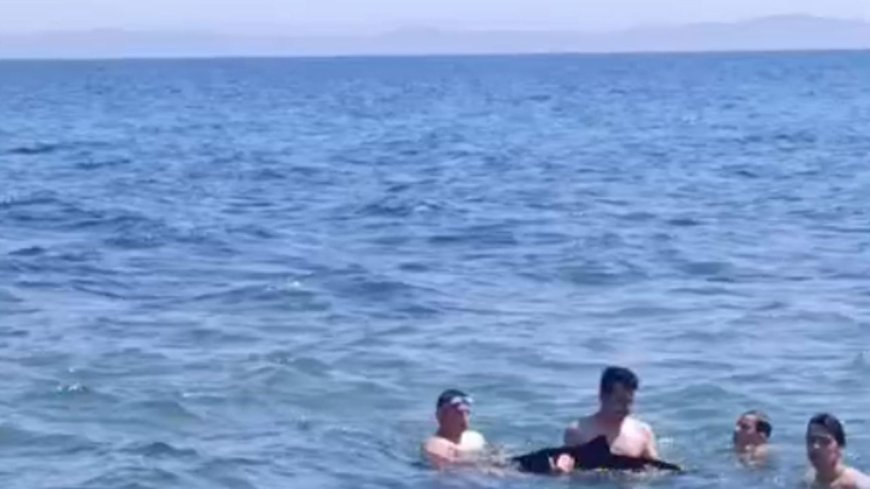 Tekirdağ'da yavru yunus yüzenlerin yanına geldi