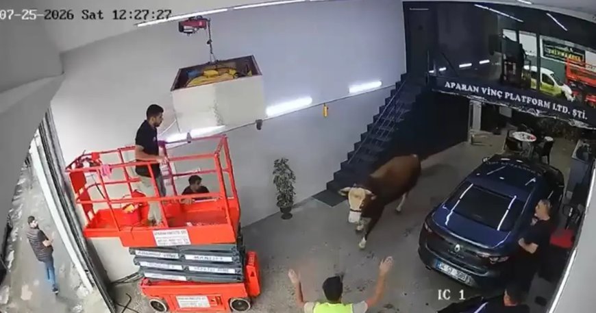 Ümraniye’de kaçan boğa dükkana girdi. Kısa süreli panik kamerada