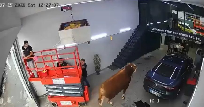 Kaçan boğa sanayi sitesinde dükkana girdi