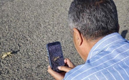 Boyu 15 santimetreyi buldu! Kentte dev çekirgeler ortaya çıktı
