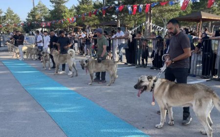Dünyaca ünlü "Bozkırın aslanları" podyuma çıktı. Kangallar en güzel seçilmek için yarıştı