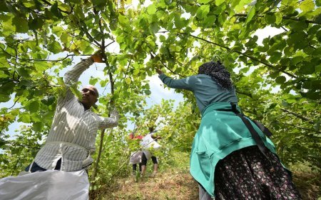 Yaz sıcağında zorlu mesai başladı. Günlük ücretleri 2 bin lira