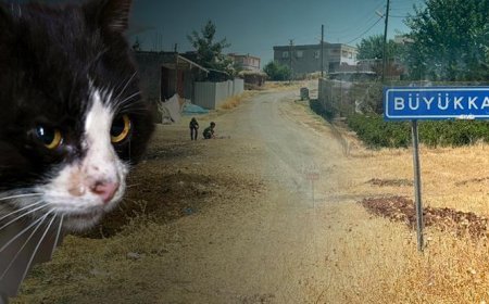 Kedinin ısırdığı 4 yaşındaki çocuk entübe edildi! Kuduz testi pozitif çıktı