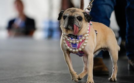 Podyuma çıktılar, tacı kaptılar! Dünyanın 'en çirkin köpeği' belli oldu