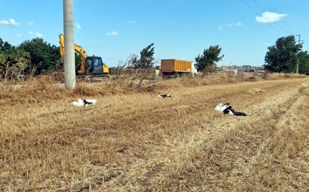 Tekirdağ’da 30 leylek akıma kapılarak öldü