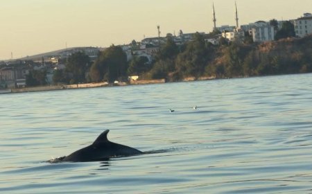 Tekirdağ açıklarında yunuslar tekneye eşlik etti