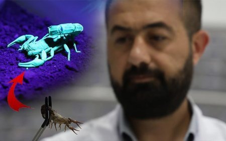 Elazığ'da kuruldu, 5 bin akrep tek bir amaç için yetiştiriliyor!