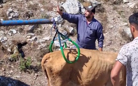 Sivas’ta 7 aylık gebe inek çukura düştü: Vinçle kurtarıldı