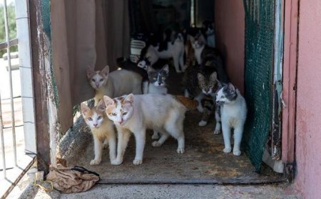 Evden 100 kedi çıktı! Şaşkına çeviren manzara