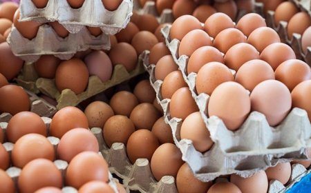 SON DAKİKA HABERLER: 306 kişi hastanelik oldu! Yumurtalarda korkutan alarm: 'Tehlike sanılandan büyük, 8 ülkeye ulaştı'