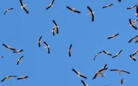 Gökyüzünde süzülen yüzlerce leylek kamerada