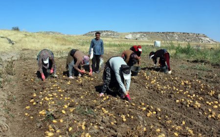 Tarlada 10, pazar ve markette 40 lira
