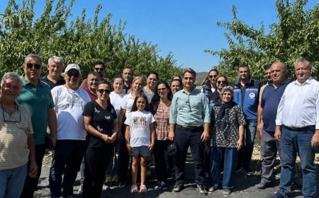 Şarköy'de badem hasadı başladı