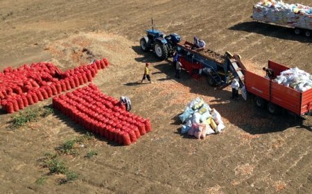 Coğrafi işaretli Tekirdağ soğanında hasat başladı