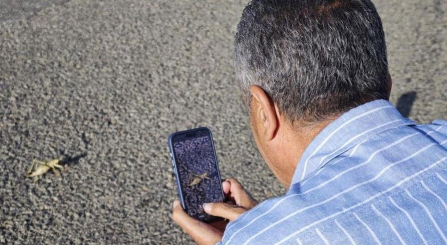 Boyu 15 santimetreyi buldu! Kentte dev çekirgeler ortaya çıktı