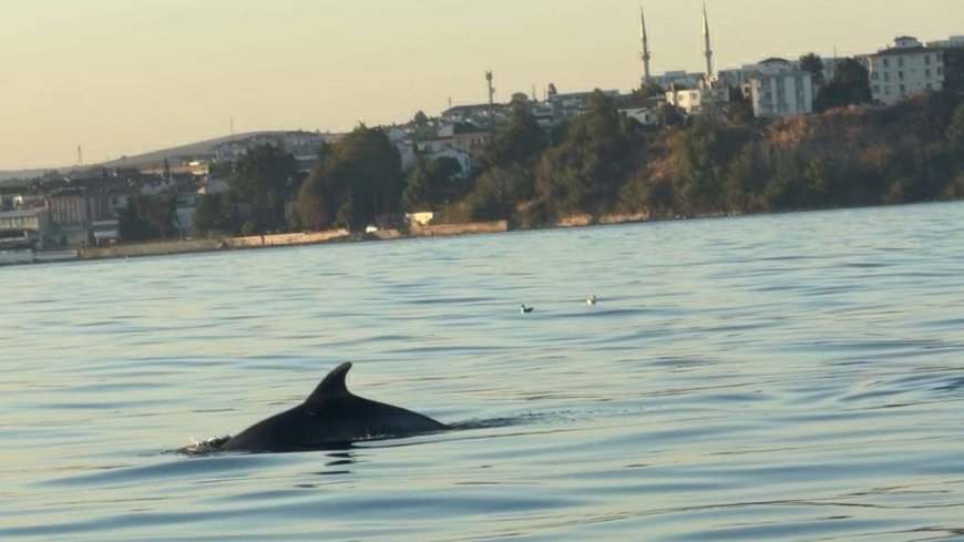 Tekirdağ açıklarında yunuslar tekneye eşlik etti