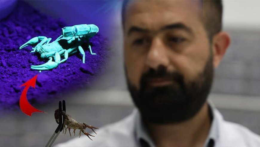 Elazığ'da kuruldu, 5 bin akrep tek bir amaç için yetiştiriliyor!