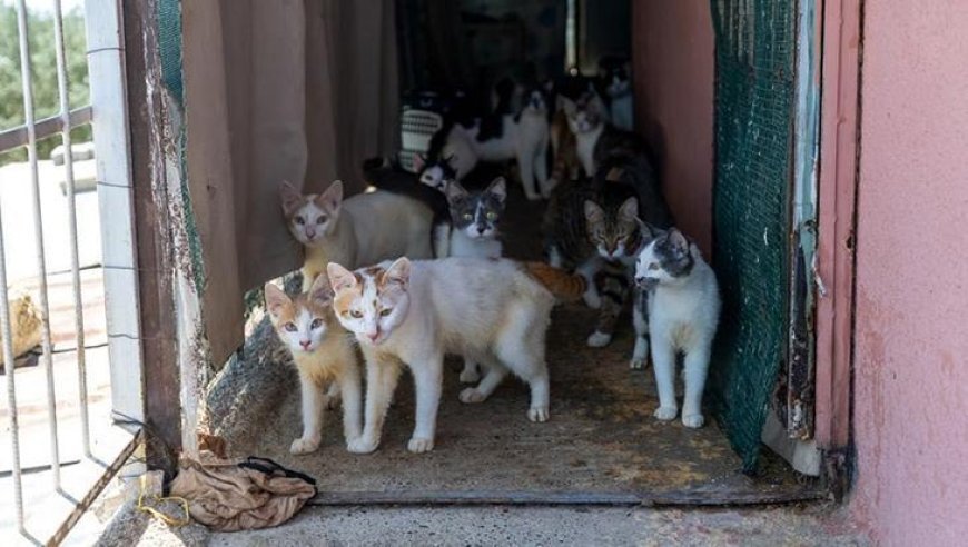 Evden 100 kedi çıktı! Şaşkına çeviren manzara