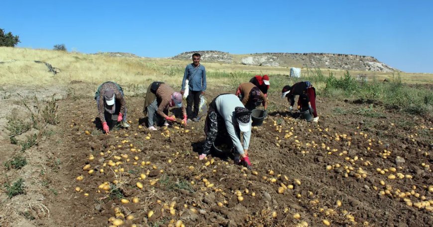 Tarlada 10, pazar ve markette 40 lira