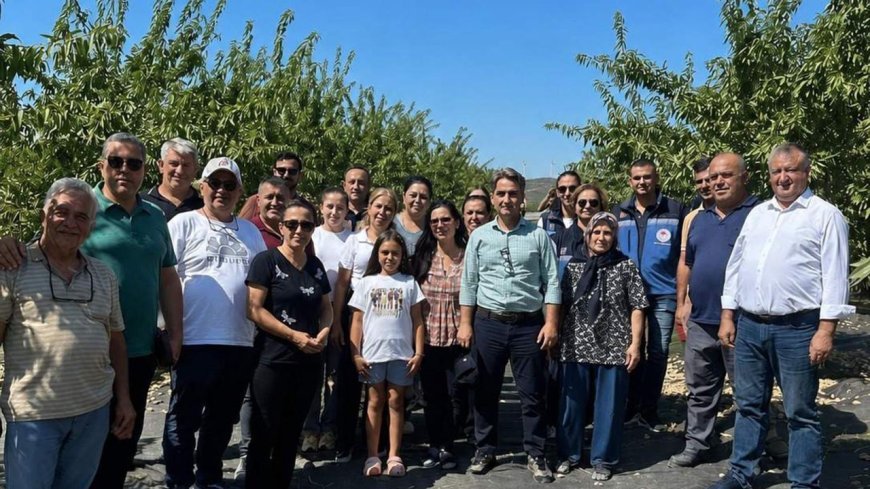 Şarköy'de badem hasadı başladı