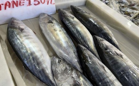 Tekirdağ'da palamut bereketi