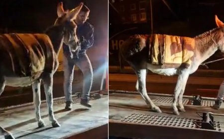 Ankara’da şaşırtan olay. Başıboş eşeği çekiciyle otoparka götürdüler