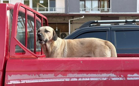 Kamyonetin kasasına çıktı, bir daha peşini bırakmadı! Artvin'de sıra dışı dostluk