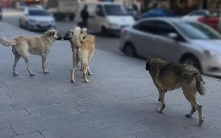 81 ilde sahipsiz hayvan denetimi