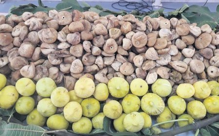Gemi tarihi belli incir fiyatı belirsiz