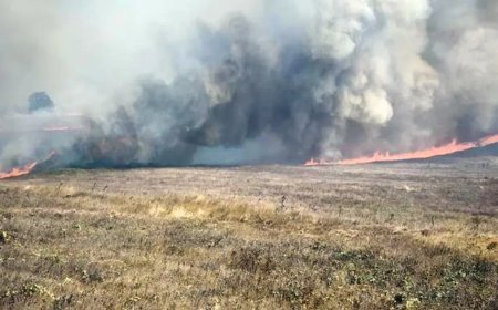 Bursa'da orman yangını