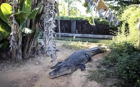 Rutin besleme bir anda kabusa döndü! Papua Yeni Gine'de vahşi yaşam parkında timsah saldıran çalışan yaşamını yitirdi