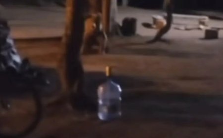 Uludağ'da ayı baskını: Çadırdaki aile çığlıklarla uzaklaştırdı