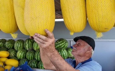 Coğrafi işaret tescilli Çorlu Seymen Kavunu’nda hasat mesaisi devam ediyor