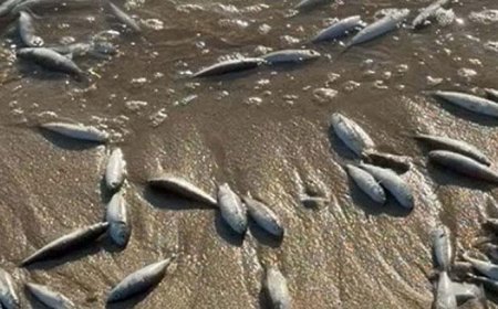 Muğla Milas’ta toplu balık ölümleri! İnceleme başlatıldı