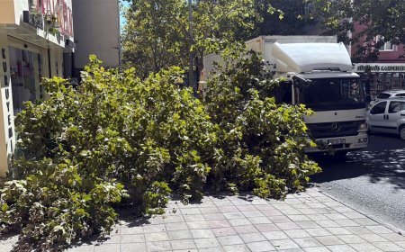 Kontrolden çıkan kamyonetin çarptığı ağaç devrildi