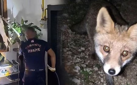 Osmaniye'de şaşkına çeviren olay! Tilki apartmanın 3. katına çıktı