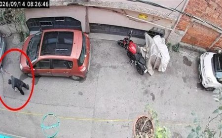 Bursa'da kucağında kediye şiddet uygulamıştı! O şüpheli gözaltında