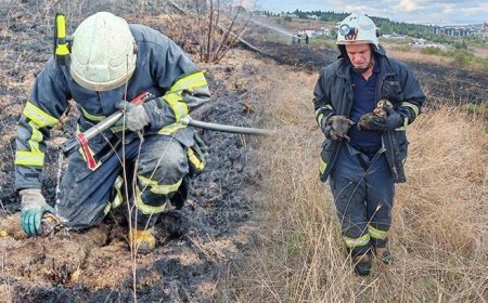 Yalova'da alevlerin arasında kalan kaplumbağalar kurtarıldı
