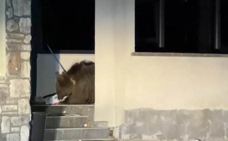 Evine girebilmek için ayının yemeğini bitirmesini bekledi