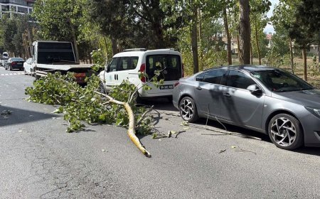Şiddetli rüzgarda kırılan ağaç dalı, park halindeki iki aracın üstüne devrildi