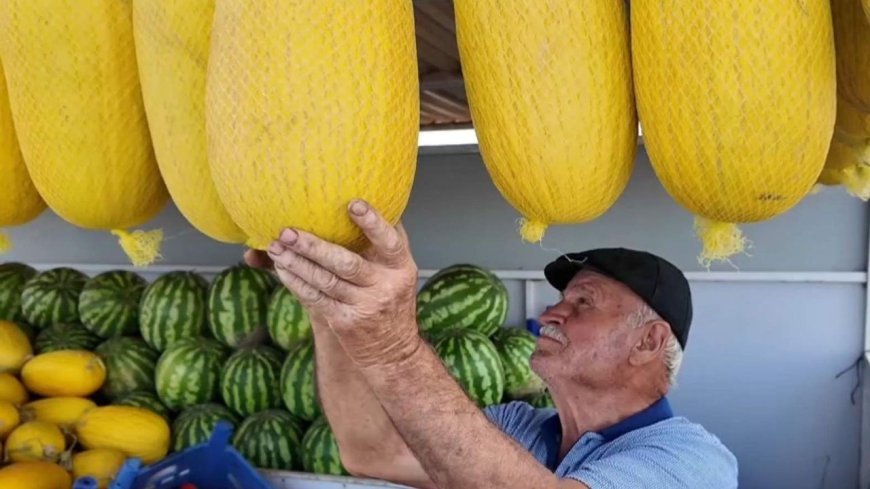 Coğrafi işaret tescilli Çorlu Seymen Kavunu’nda hasat mesaisi devam ediyor