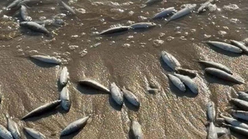 Muğla Milas’ta toplu balık ölümleri! İnceleme başlatıldı