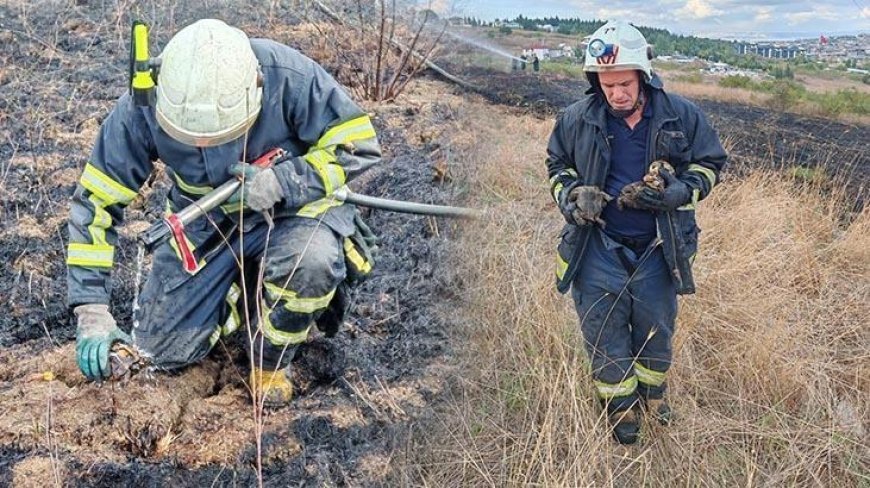 Yalova'da alevlerin arasında kalan kaplumbağalar kurtarıldı