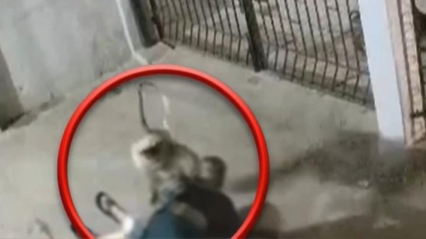 Saldırgan maymun kadını böyle öldürdü