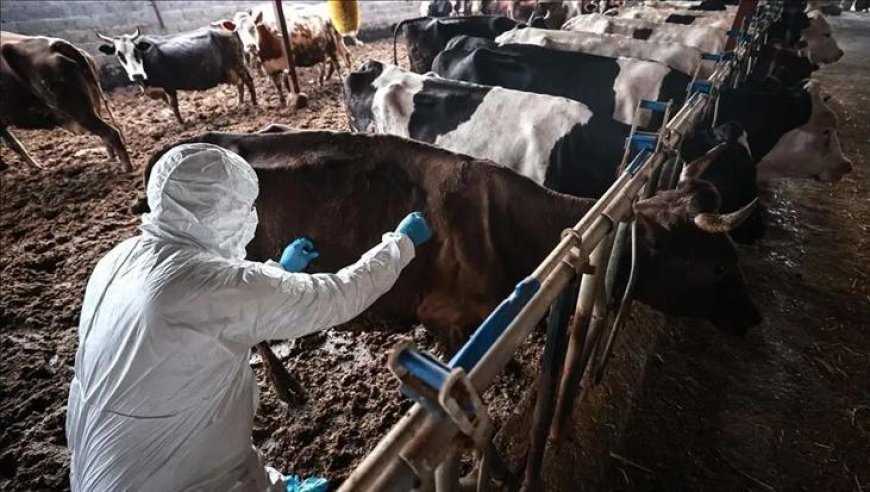 Afrika'daki salgın, ülkelerin et ihracatını durduruyor