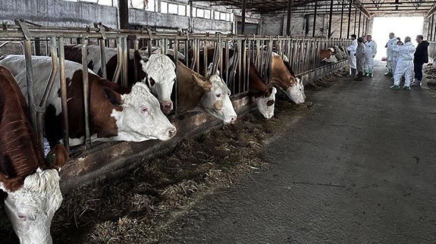 Şap alarmı! Vakalar artış gösterince kentte hayvan pazarı kapatıldı