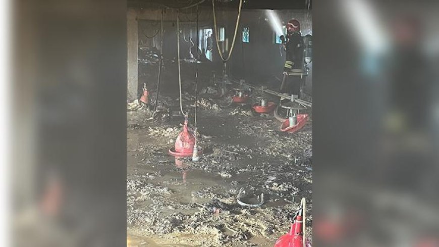 Bolu Mudurnu'da kümeste yangın! Yüzlercesi telef oldu